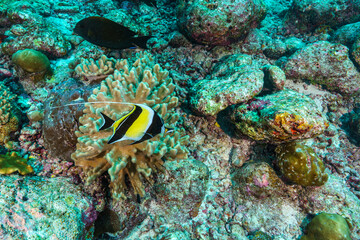 Fototapeta premium coral reef and fish