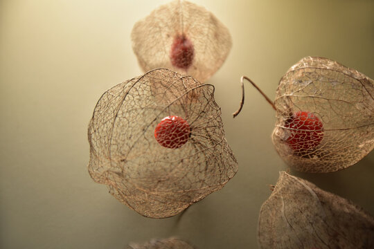 Alkekengi Chinese lantern dry plant seed closeup