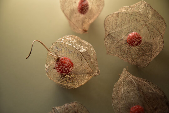Physalis Solanaceae dried plant seed closeup on green background
