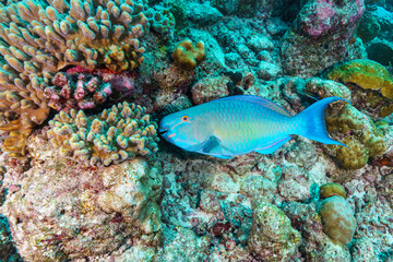 tropical coral reef © Evgenios