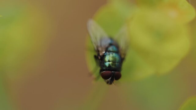 Close Up of Green Bottle Fly Hovering