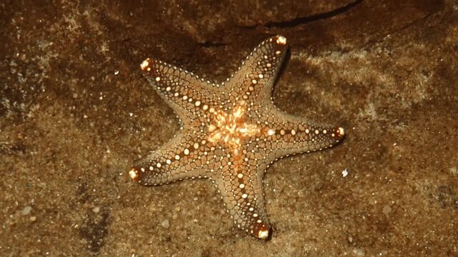 Crown of thorns Starfish, Blue Starfish, Chocolate Chip Starfish, Red Knob Sea Star, Sand-sifting Starfish, Brittle Star, Sunflower Sea Star, Royal Starfish, Granulated Sea Star, Common Sea Star Fish.