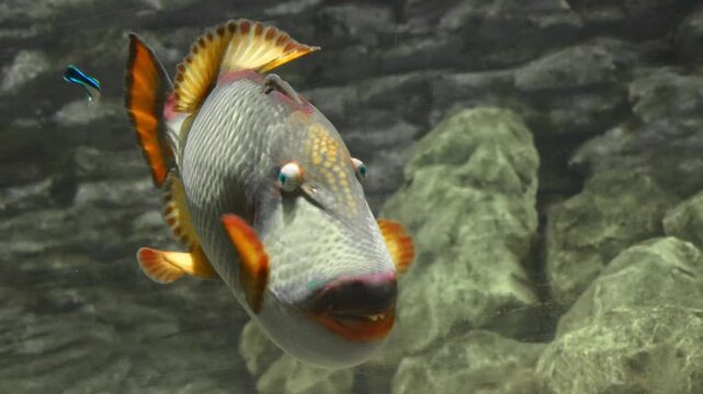 Colorful triggerfish, underwater photography, ocean fish, sea life, exotic fish, coral reef fish, marine fish, saltwater fish, ocean ecosystem, underwater nature, rare species fish, deep sea fishes.
