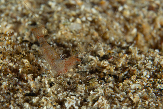 The Transparent Ghost: Macro of a Large-eyed Sand Shrimp (Processa macrophthalma) on sandy seabed, Spain