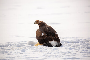 Fototapeta premium A large eagle caught a fox against a backdrop of snow. A bird of prey hunts its prey. A golden eagle sits in the snow, clinging to its prey. Falconry. A national tradition of Asia. Berkutchi,