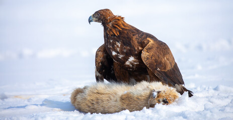 Fototapeta premium A large eagle caught a fox against a backdrop of snow. A bird of prey hunts its prey. A golden eagle sits in the snow, clinging to its prey. Falconry. A national tradition of Asia. Berkutchi,