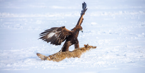 Fototapeta premium A large eagle caught a fox against a backdrop of snow. A bird of prey hunts its prey. A golden eagle sits in the snow, clinging to its prey. Falconry. A national tradition of Asia. Berkutchi,