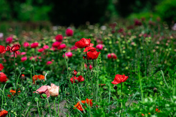 Obraz premium Nice popper flowers on field at sunny summer day