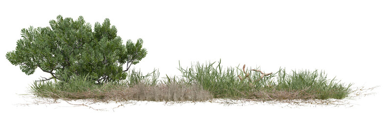 Obraz premium Summer of Tree and meadow in nature with isolated on transparent background - PNG file, 3d rendering illustration