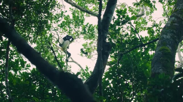 Indri, black and white lemur sitting on a high tree in Madagascar rainforest. 