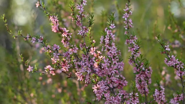 Beautiful dwarf Russian almond shrub (Prunus tenella) in full spring bloom, covered with delicate pink blossoms on slender branches with fresh green leaves, gently swaying in a soft breeze against a