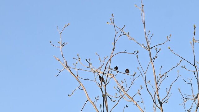 Small dark birds perched on bare tree branches with tiny spring buds against a clear blue sky. Two birds sit closely together on a branch while a third perches below, gently shifting position in a