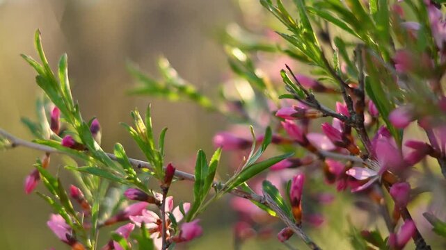 Close-up footage of blooming pink wildflowers on slender green branches swaying gently in a warm golden light.