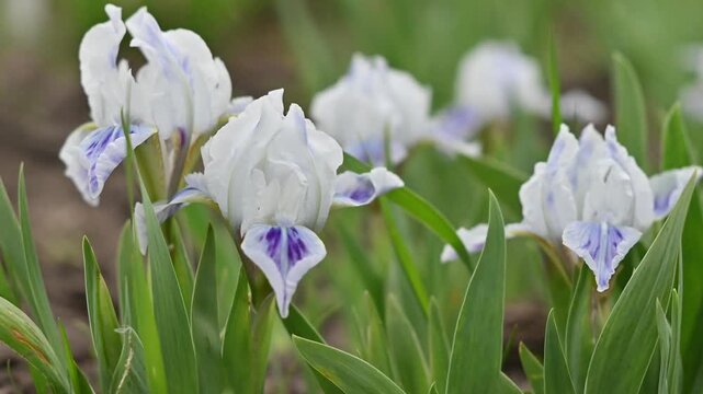 Beautiful white and purple dwarf iris flowers blooming in a garden bed, with delicate petals gently swaying in a soft breeze.