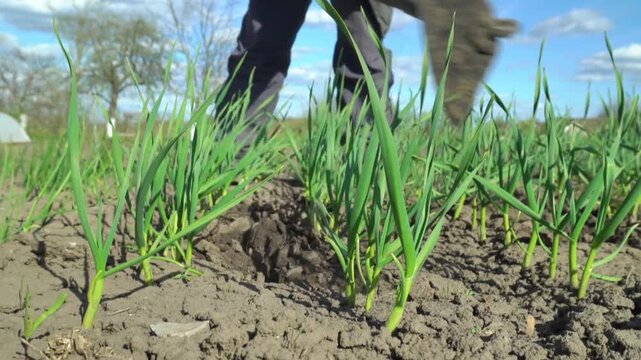 Person using a hoe to cultivate green onion plants in a sunny agricultural field with blue sky and fluffy clouds in the background