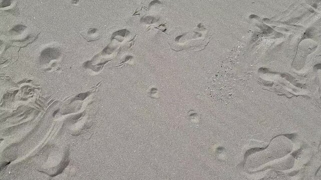 A top-down view of textured beach sand featuring a mix of human footprints, delicate bird tracks, and shallow depressions in the dry, tan surface.