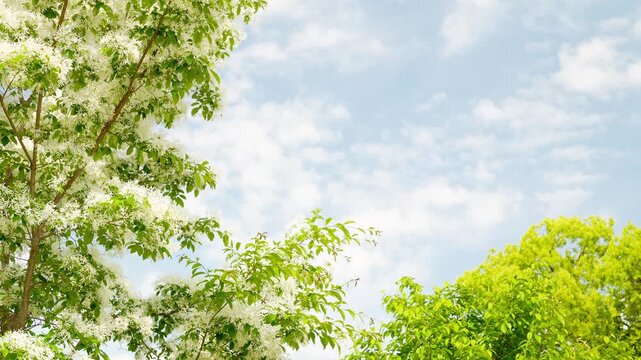 見上げるナンジャモンジャの木と青空を流れる白い雲