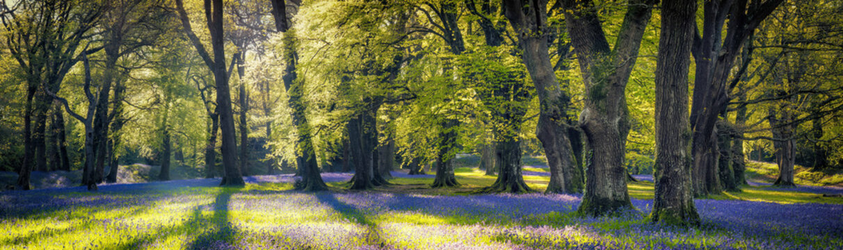 Bluebell woodland devon england uk 