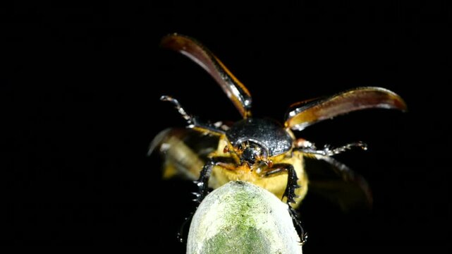 A very large scarab beetle (Golofa sp.) takes flight in slow motion. In montane rainforest on the Amazonian slopes of the Andes near Cosanga, Ecuador