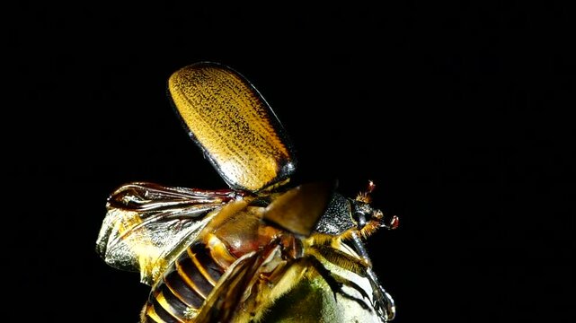 A very large scarab beetle (Golofa sp.) takes flight in slow motion. In montane rainforest on the Amazonian slopes of the Andes near Cosanga, Ecuador