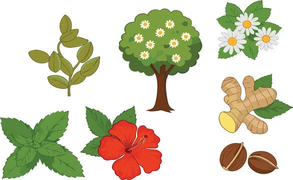 Herbal plants and natural ingredients illustration set with mint ginger chamomile hibiscus and botanical elements vector collection