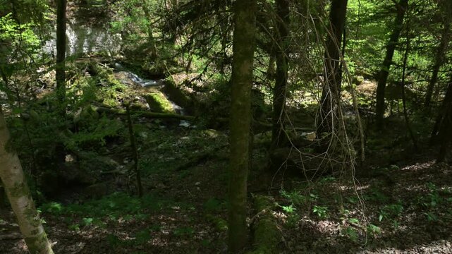 Twannbach Gorge, Switzerland - Peaceful woodland scene with dappled sunlight, trees, moss, and a small creek in a shaded ravine.