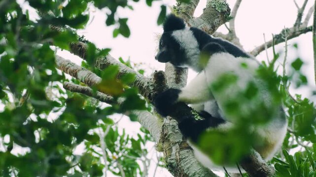 A beautiful footage of an Indri, black and white lemur sitting on a tree. Madagascar rainforests. 