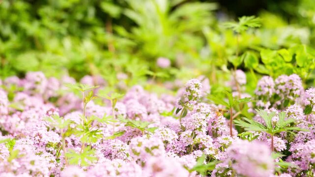 ピンクのクリーピングタイムと花粉を集めるミツバチ