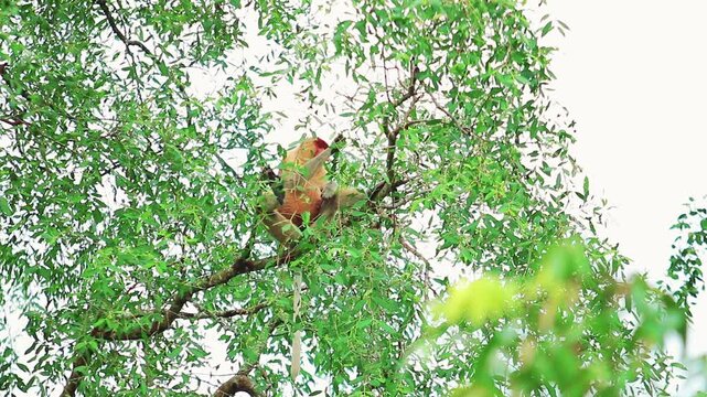 Wild Proboscis monkey sitting on a tree branch in its natural habitat, mangrove forest.