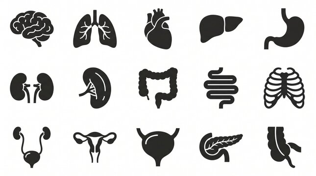 Human organ icon set with brain, lungs, heart, liver, stomach, kidneys, intestines, uterus, silhouette anatomical illustration.
