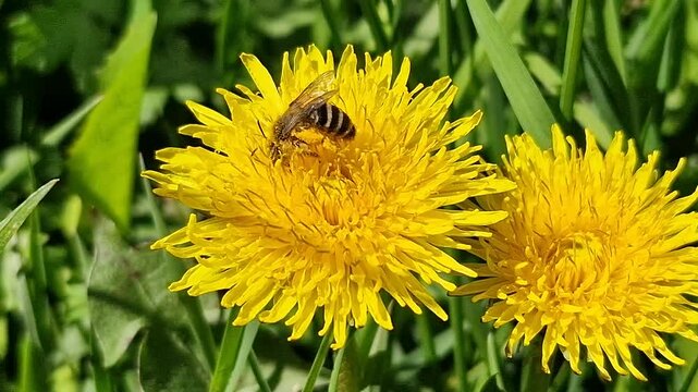 A bee collects honey from a yellow dandelion. Real video.
