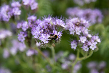 Fototapeta premium Macro view of wildflower and bee capturing nectar natural botanical summer atmosphere