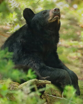 Black Bear Mother Sniffing the Air to Protect Her Sleeping Cub Hidden Beside Her