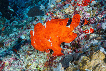 coral reef with fish © Evgenios