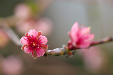 Obraz premium Beautiful blossoming peach tree with pink flowers outdoors, closeup