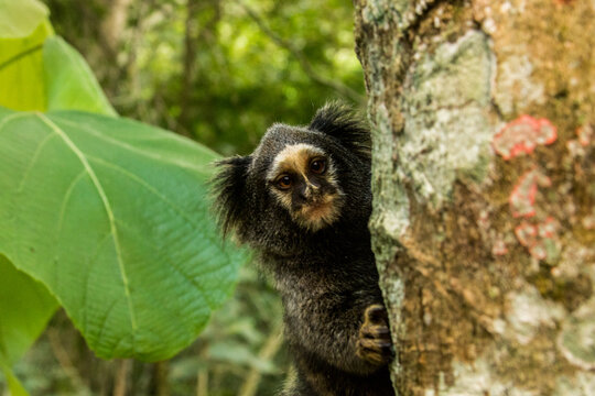 Sagui, serra da Cantareira Mairipor&atilde; - S&atilde;o Paulo
