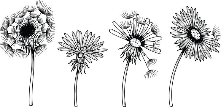 Dandelion flower sketch set showing different stages of blooming and seeds blowing in wind for nature design work.