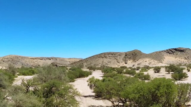 Very old Camel thorn tree in Namib desert, vertical follow shot

