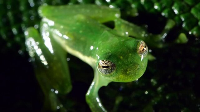 Ornate Faced Glass Frog (Centrolene bacatum). A raindrop lands on its head, slow motion, blinking. An endangered species from near Cosanga on the the Amazonian slopes of the Andes in Ecuador