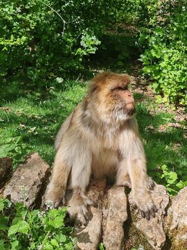 Barbary macaque walking through sunny grassy meadow