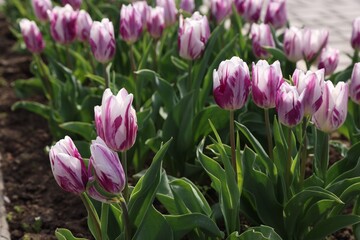 Fototapeta premium Beautiful tulip flowers growing in park, closeup