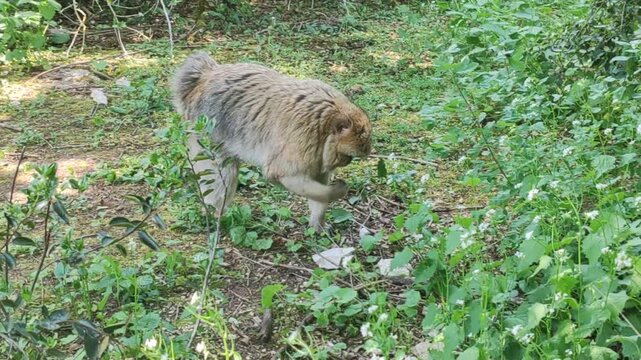 Barbary macaque walking through sunny grassy meadow