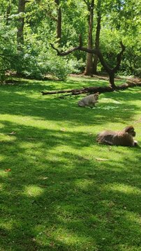 Barbary macaque walking through sunny grassy meadow