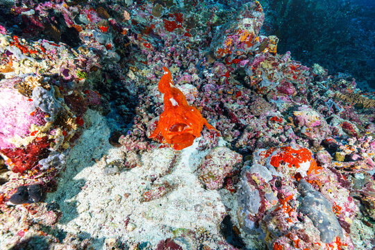 Frog Fish
