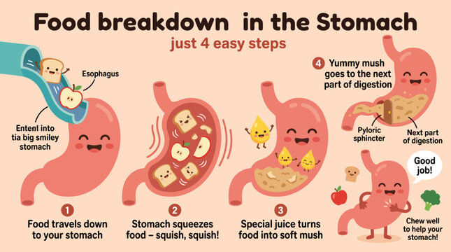 An Animated Explanation of the Stomach's Food Breakdown Process in Four Easy Steps