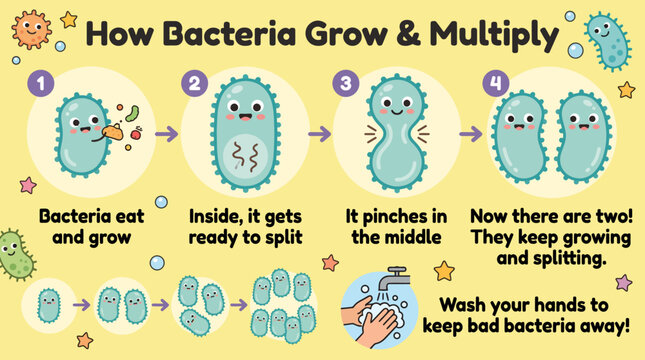 Visual explanation of how bacteria reproduce and the importance of hand hygiene for preventing