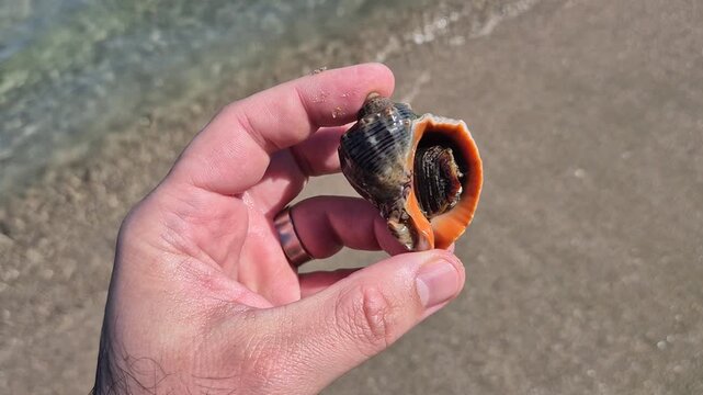 A person holds a live, dark-shelled sea snail with a bright orange interior and visible operculum against a sandy beach.