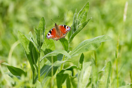 European peacock butterfly (Aglais io) sitting on green plant in Zurich, Switzerland