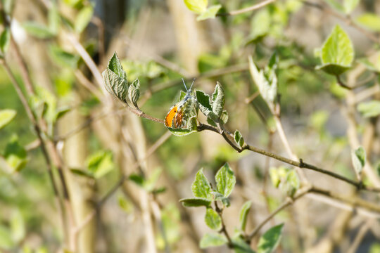 Male orange tip butterfly (Anthocharis cardamines) perched on a green leaf in Zurich, Switzerland