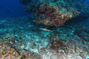 Obraz premium coral reef with fish
